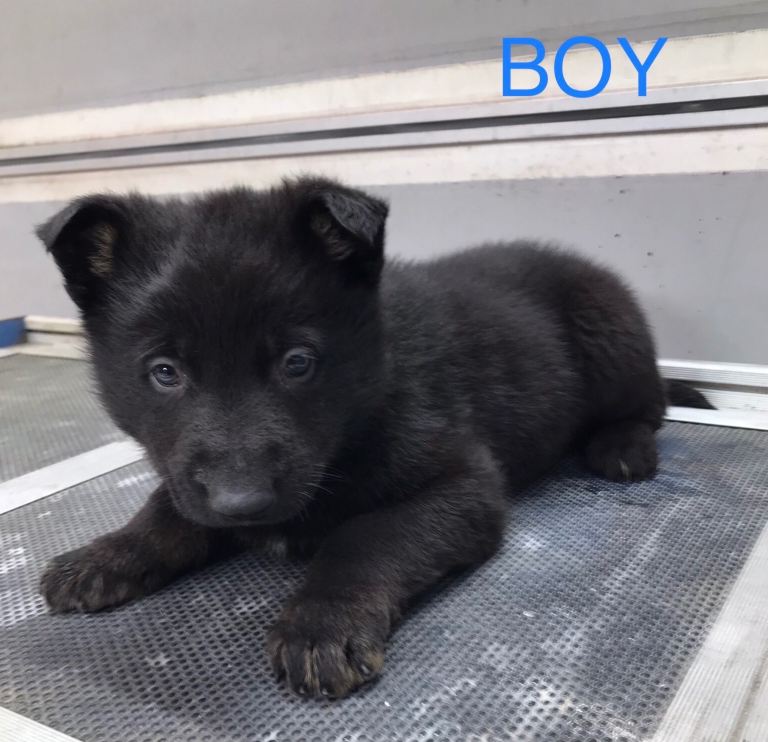 German Shepherd Belgium puppies