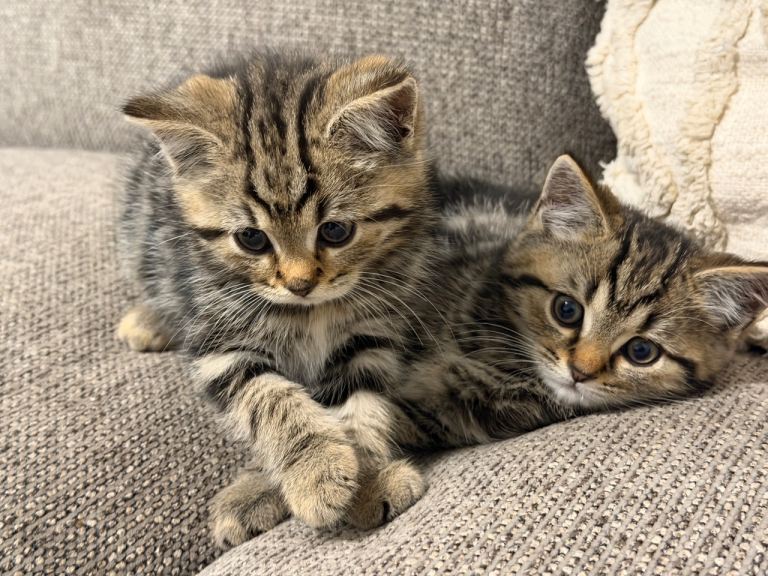 British long hair very cute tabby Kittens litter of 6. 