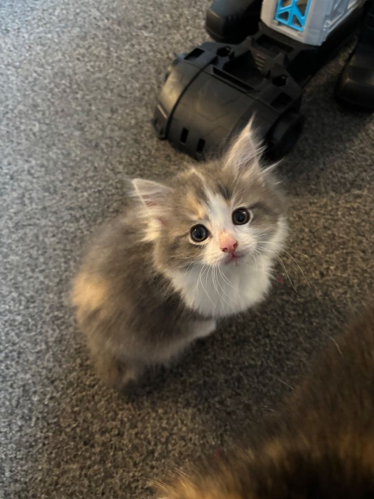 Female tri colour kitten for sale SOLD!!!