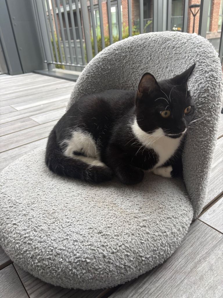 2 cats brothers needing a new home 