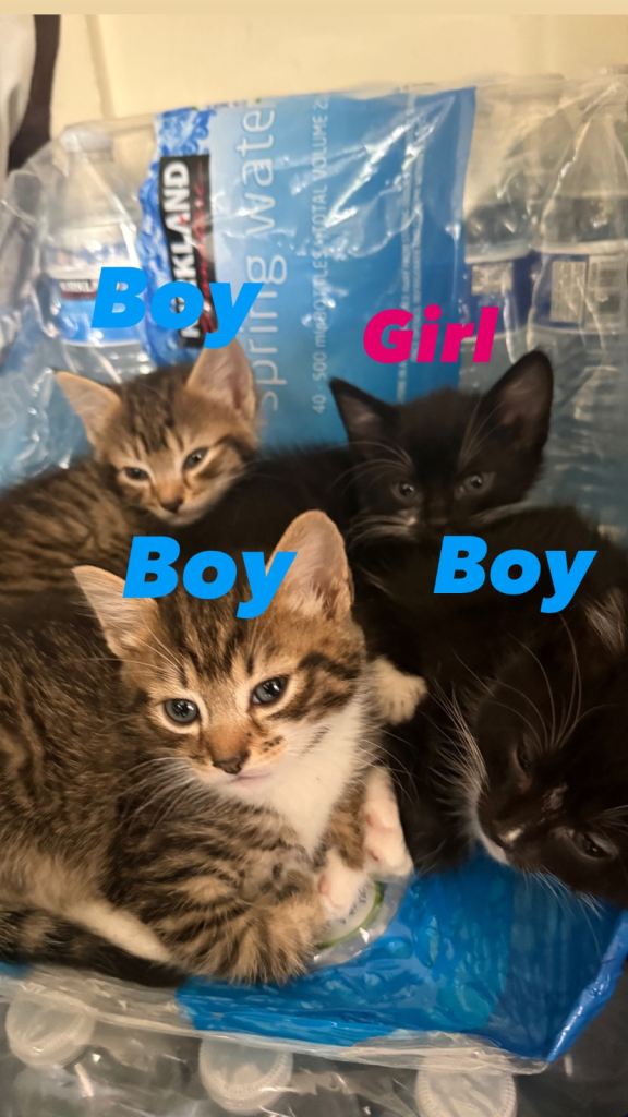 Mama Cat and kittens for sale