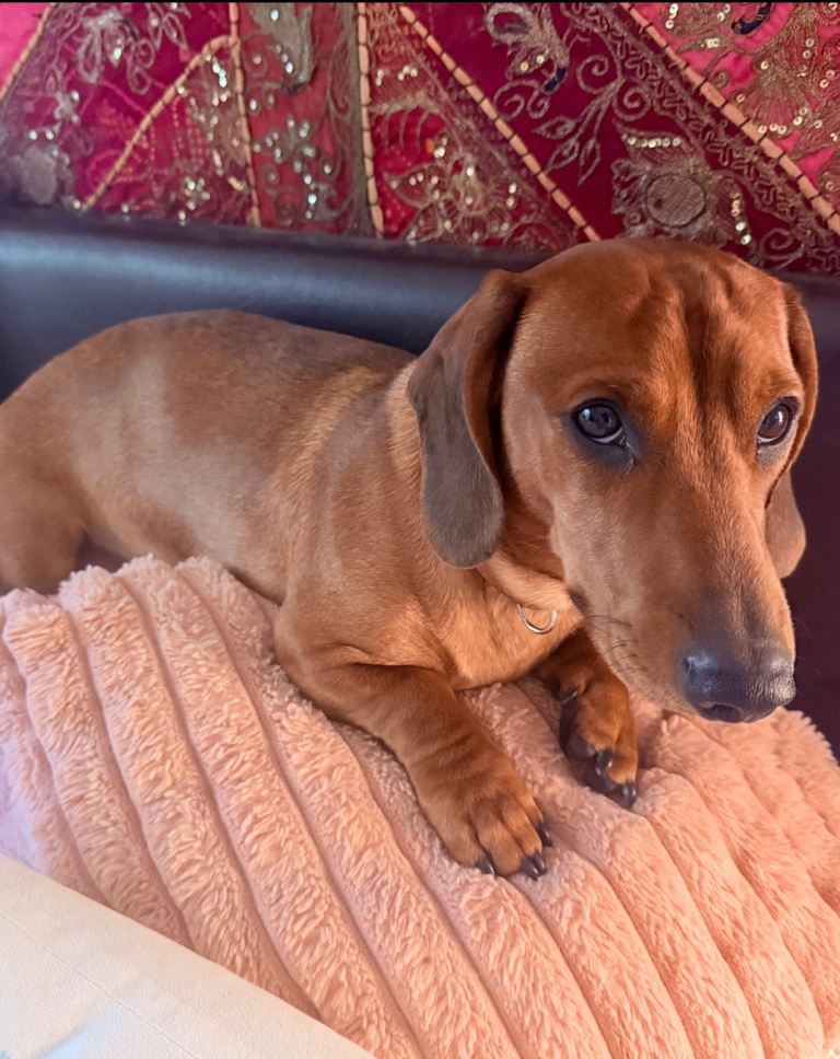 Dachshund 11 months old