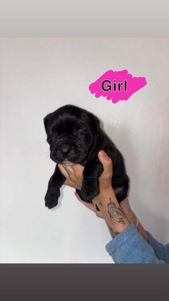 Cane corso x Staffordshire bull terrier puppys 