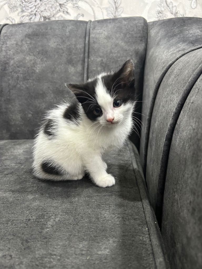 1 female and 1 male kitten