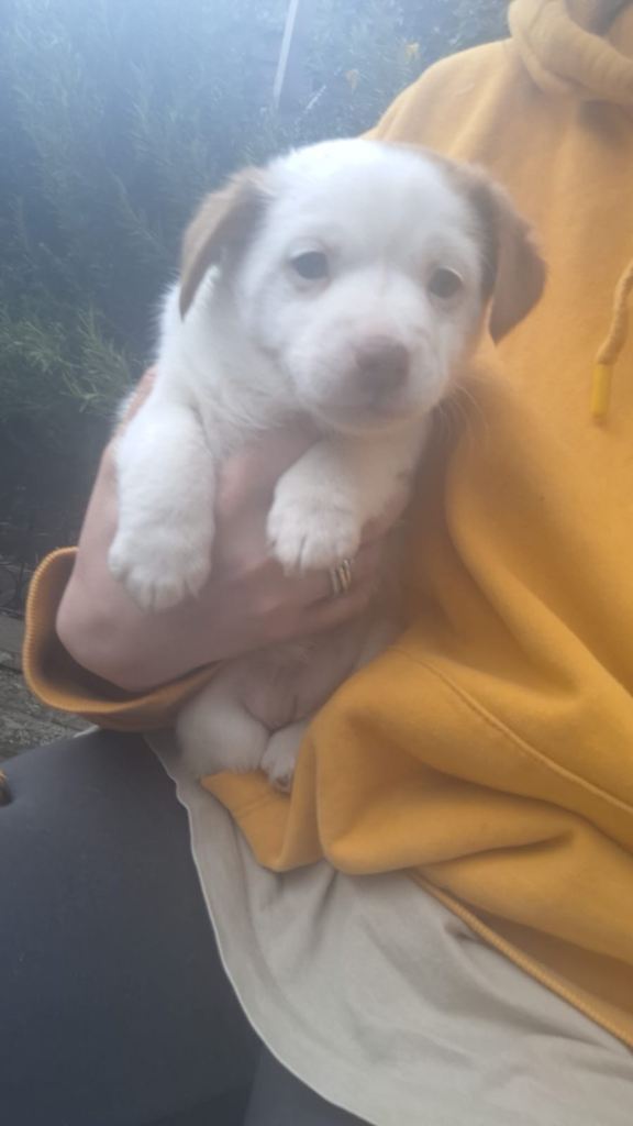 Jack Russell