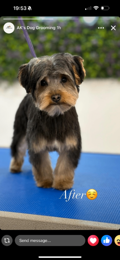Full Breed Yorkshire Terrier Puppy 7 Months Old 