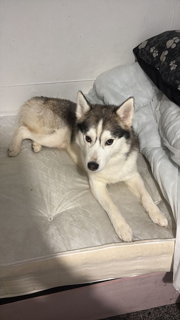 1 year old husky pup