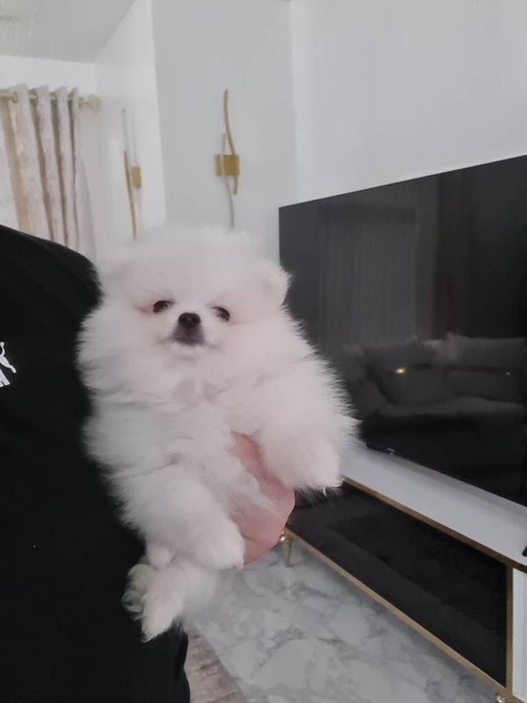 Xxs pomeranian pupies