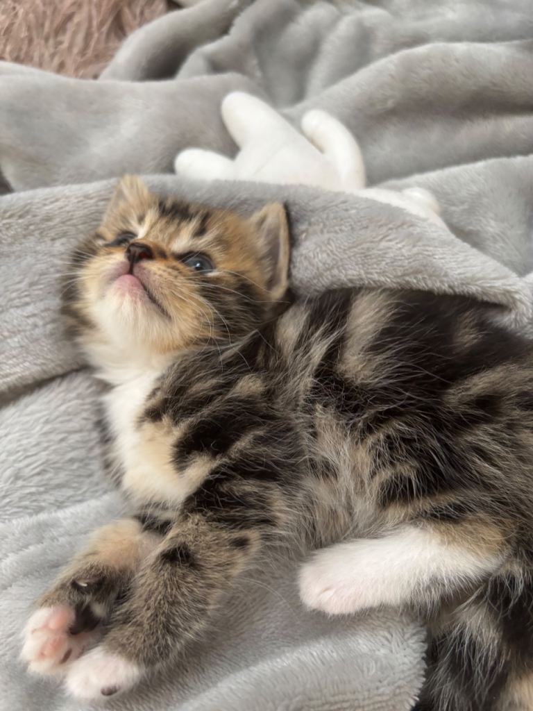  3 tabby kittens forsale 