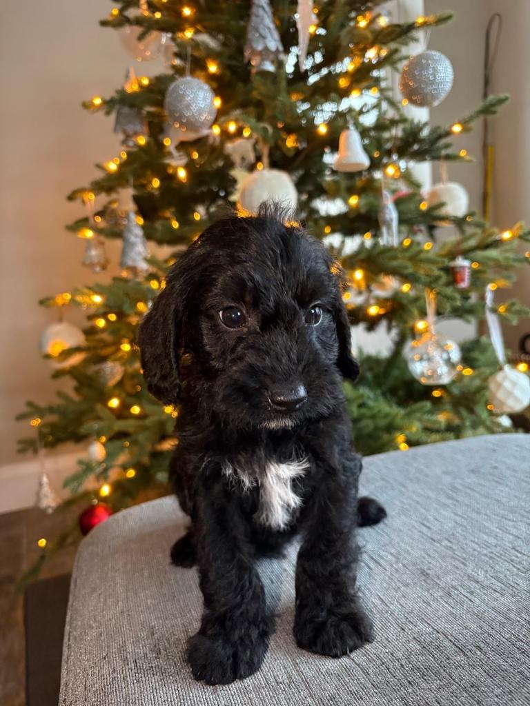 Beautiful poodle x border terrier puppies