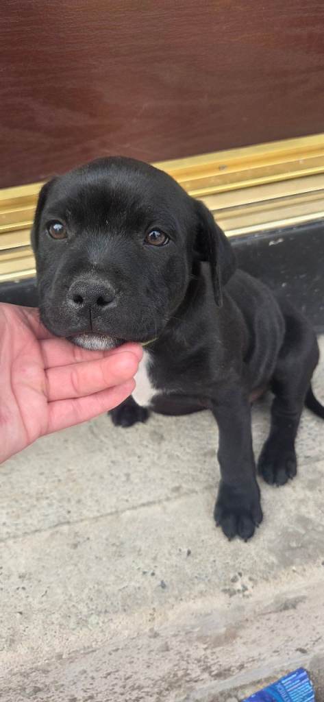 8 week old bullstaff
