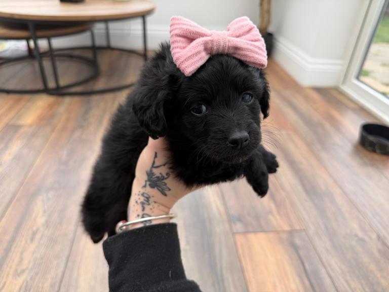 Gorgeous fluffy little girl Dulcie cockapoo