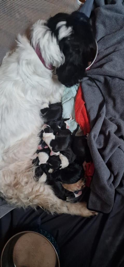 6 beautiful female pups