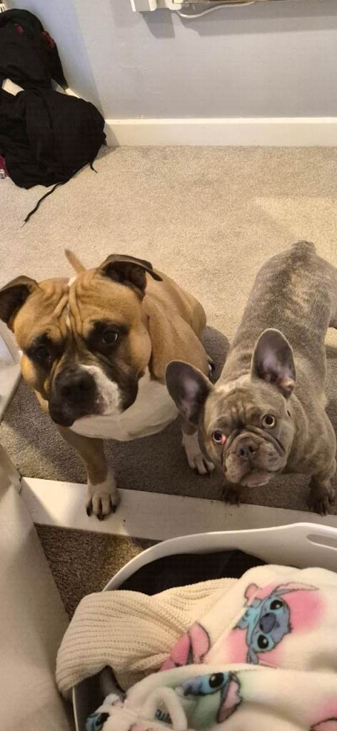 Frenchie x pocket bully puppys