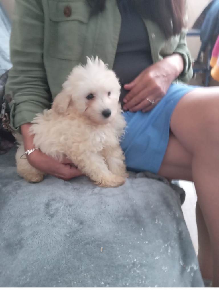 Multipoo 