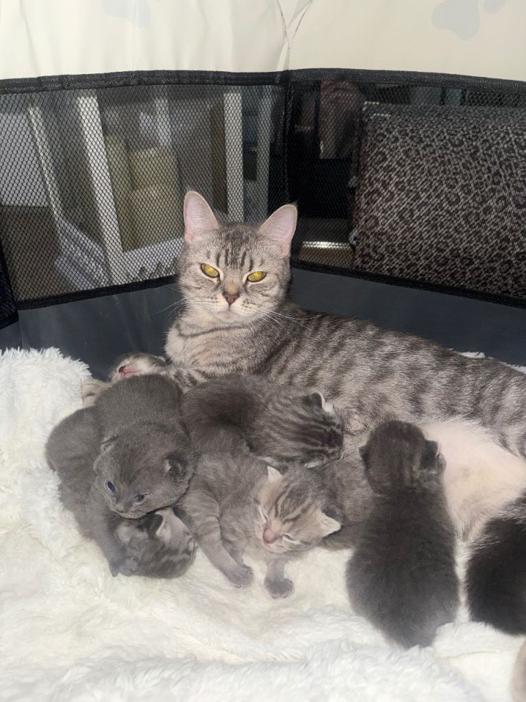 BRITISH SHORTHAIR KITTENS