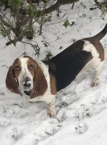 Dog Walking Vacancies HighamsPark/Chingford/Loughton etc