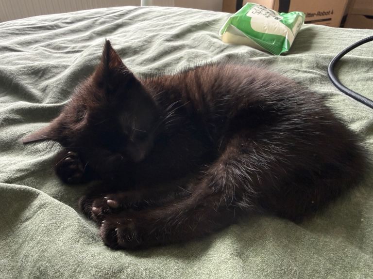 10-Week-Old Female Kitten 
