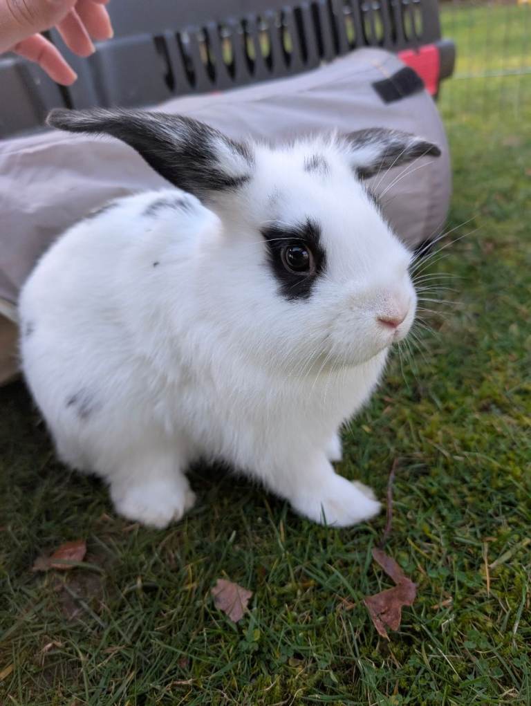 Baby Dwarf Lop Ear Male Rabbits For Sale 10 weeks old