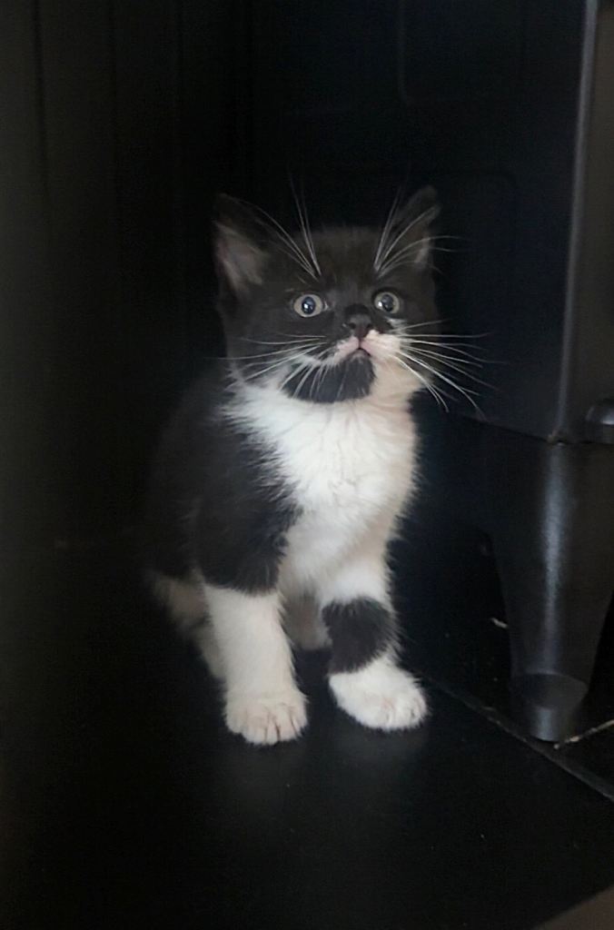 Kittens looking for the forever home