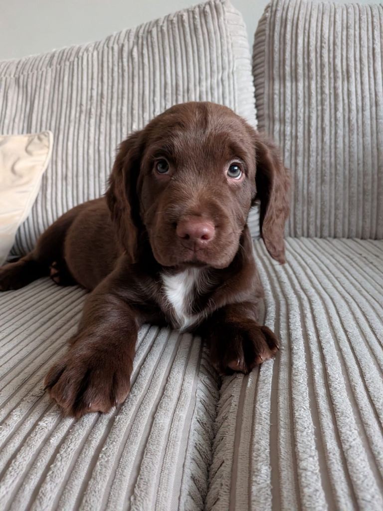 SPROCKER PUPPIES Ready to go Only 1 BOY left 