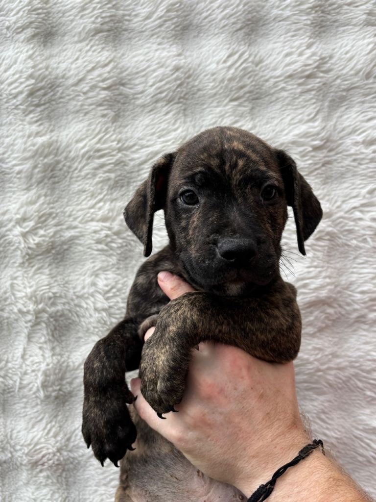 Staffy Puppies 9 Weeks old
