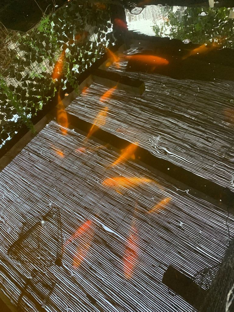 KOI CARP - 
