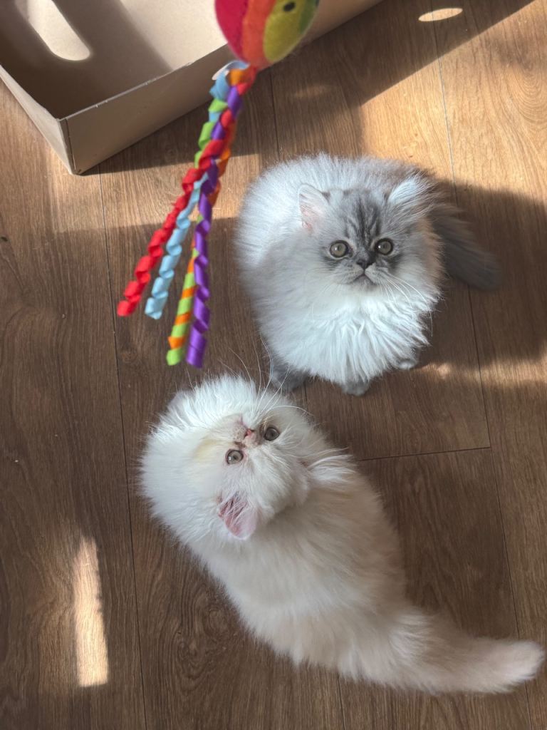 😻 2 Stunning Persian Kittens 😻