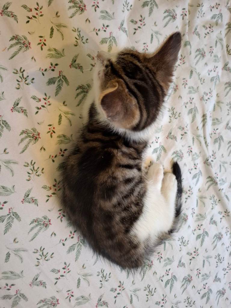 Kittens 🥰
