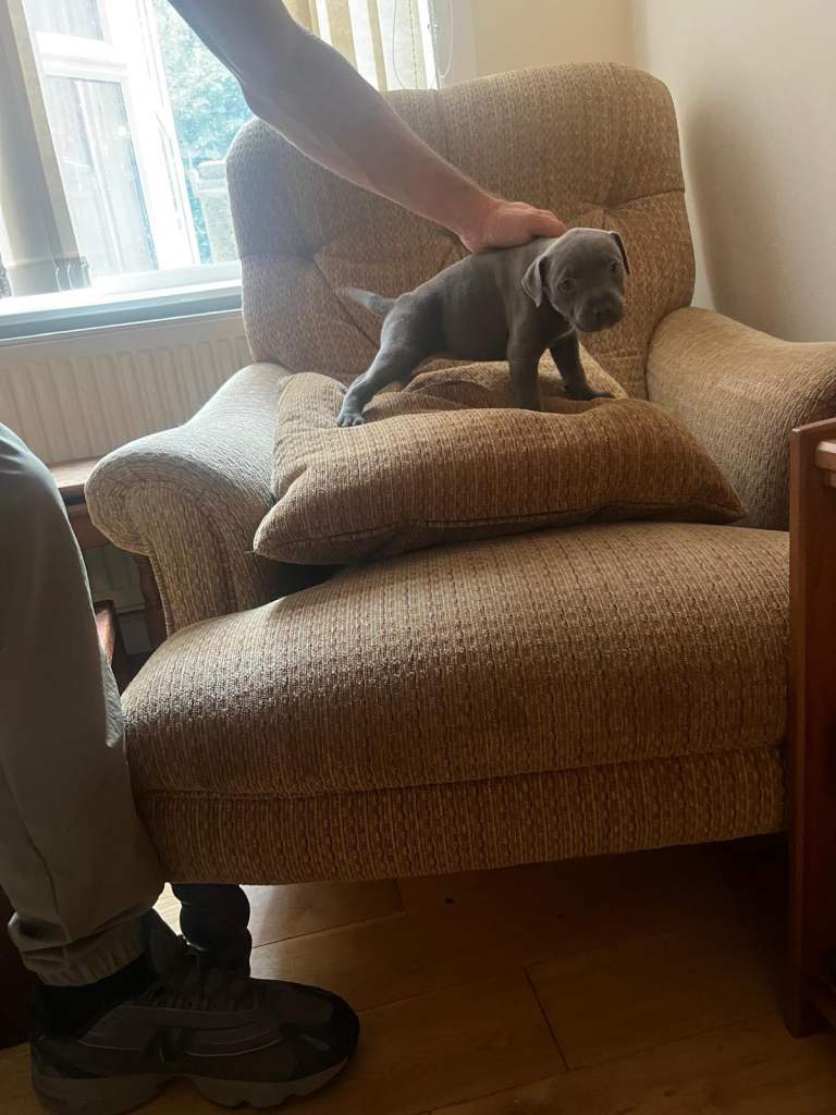 Staffordshire bull terrier puppy’s 