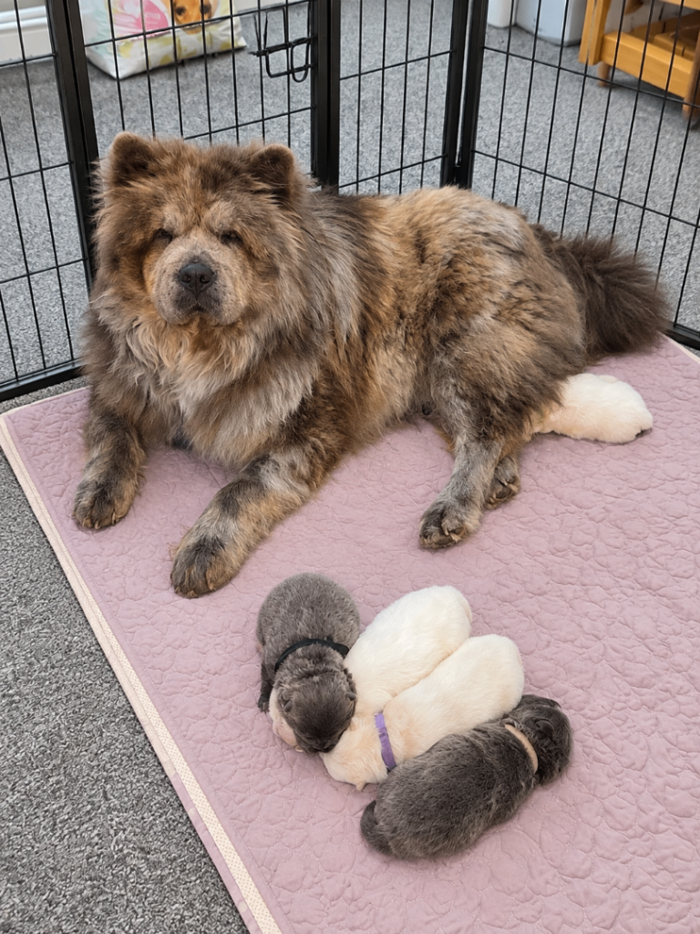 Chow Chow Puppies for sale 