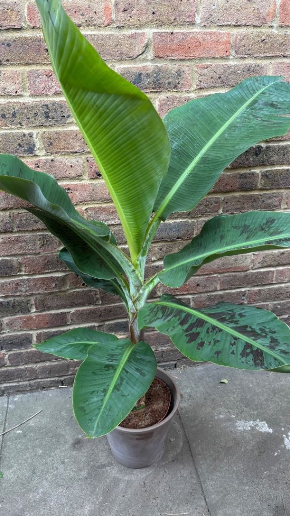 1.4m tall Banana 🍌 plant