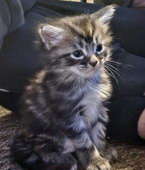 3/4 Maine coon kittens (only 1 left)