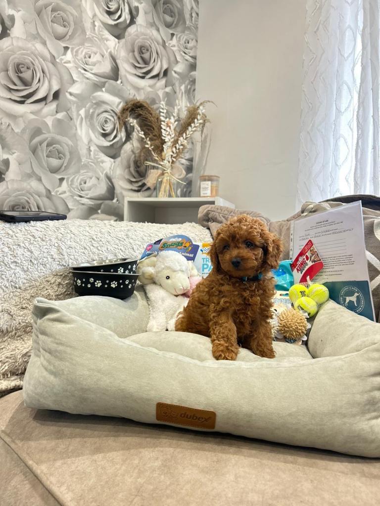 Toy cavapoo DNA parents clear 