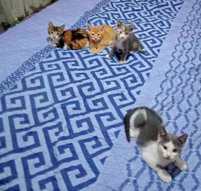 4 friendly kittens looking for a home