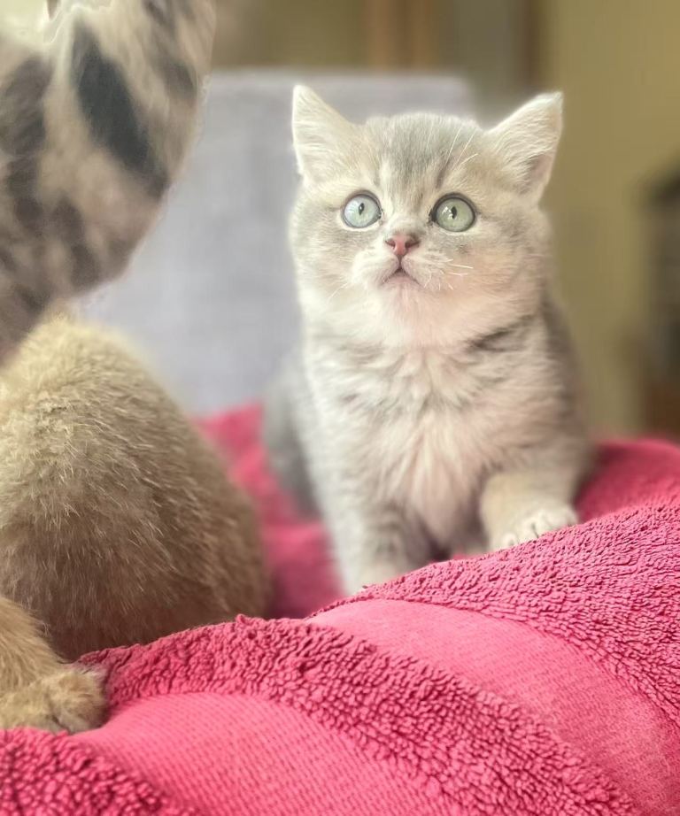 Pure breed lilac golden boy