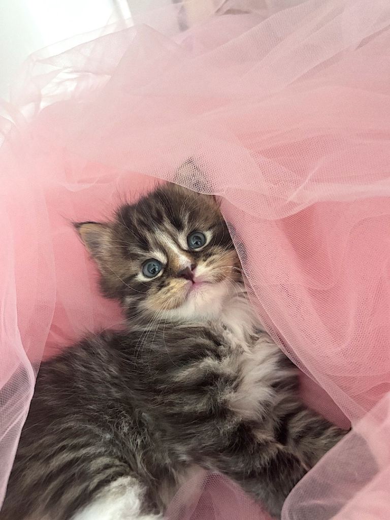 Maine Coon Kittens 
