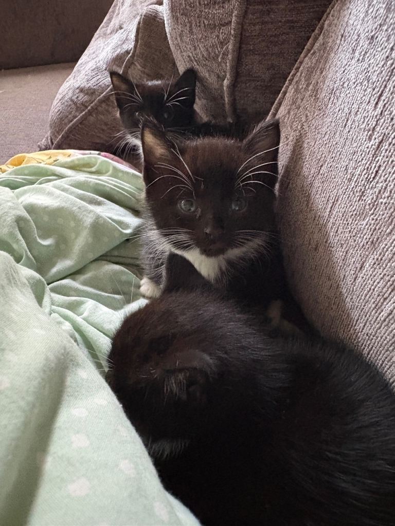 Kittens 