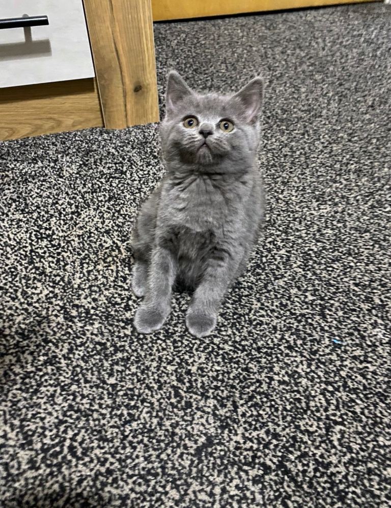British shorthair kittens for sale