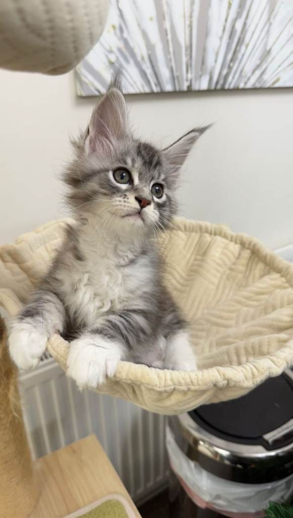 (Only TWO LEFT) Purebred Maine Coon Kittn girls