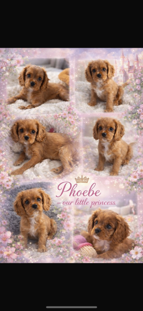 Cavalier King Charles puppy. 