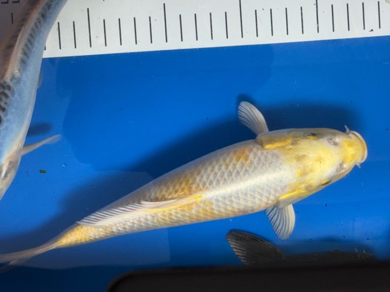 Large Koi Carp