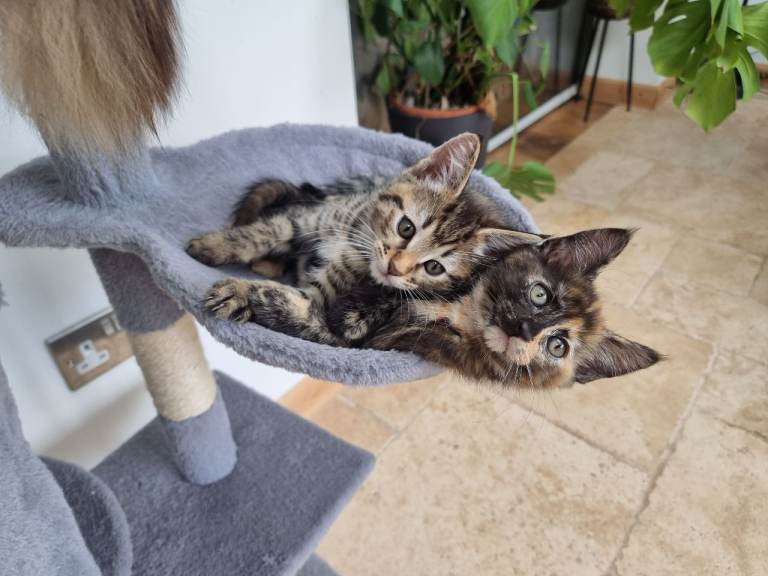 Maine Coon kittens 