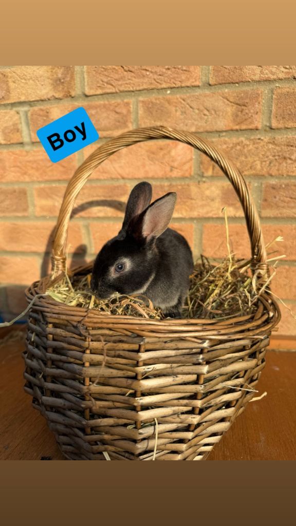 🐰Beautiful Standard Rex Rabbits🐰