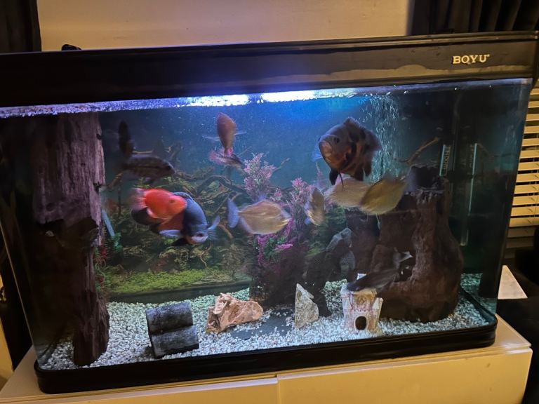 Tank for swoop or sale 