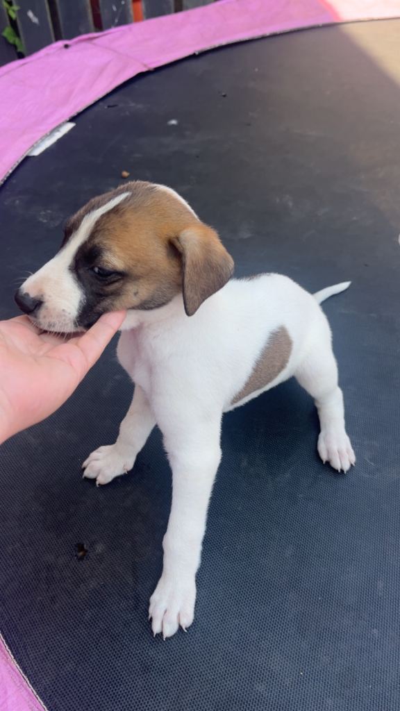 Lurcher pups 