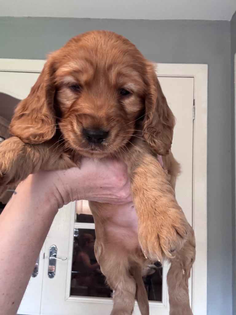 Cockapoo puppies