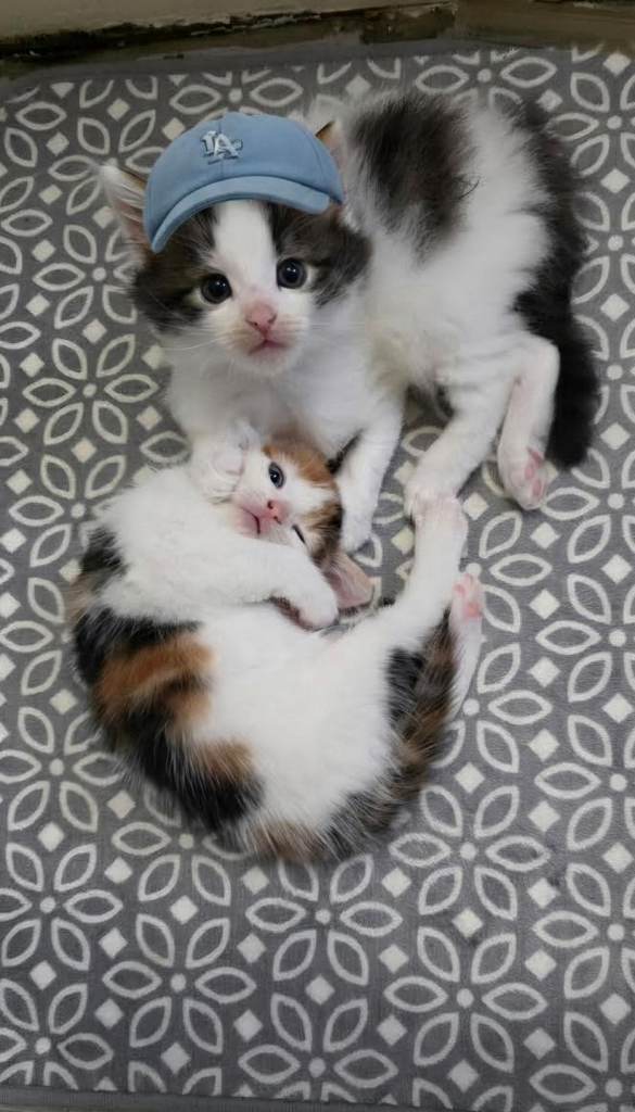 Beautiful kittens 😸 