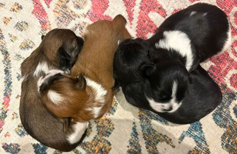 Beautiful Shih Tzu Puppies From Small Imperial-Type Mum