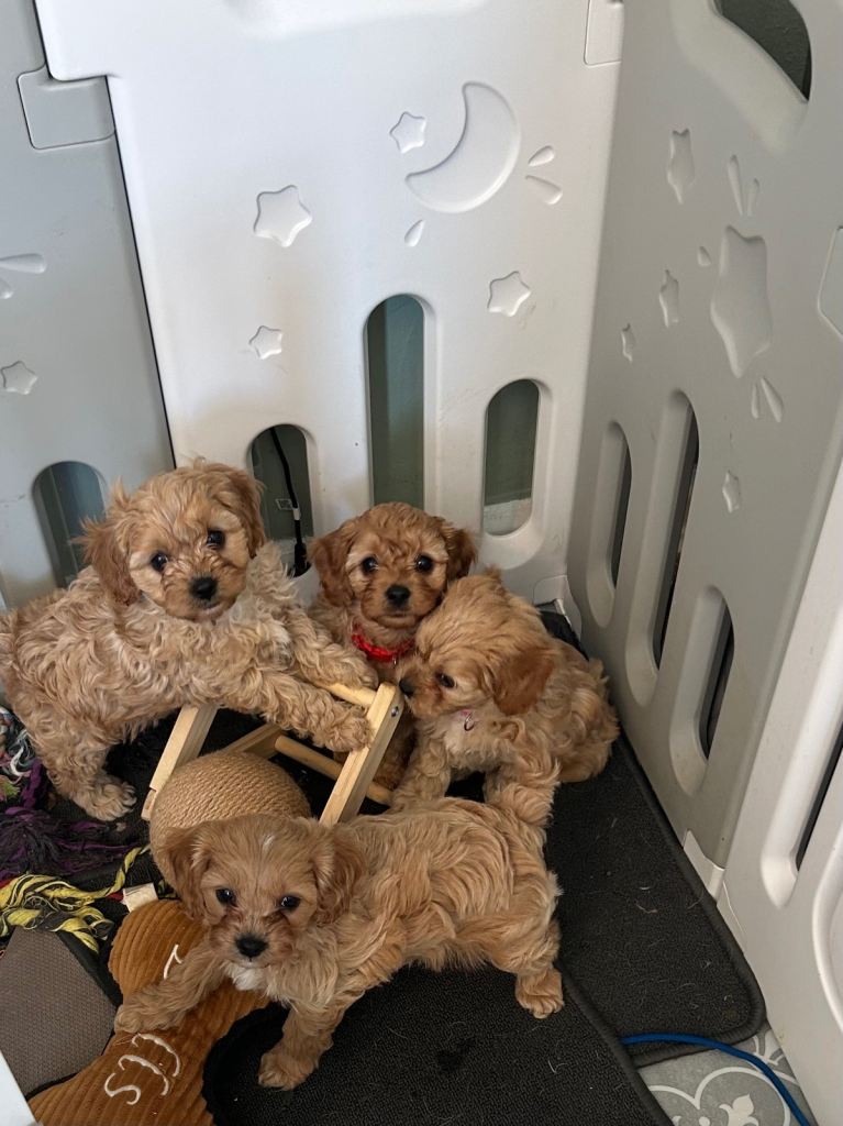 Cavapoo puppies 